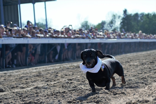 Wiener dog races boost the bottom line at Fort Erie Race Track | NiagaraThisWeek.com